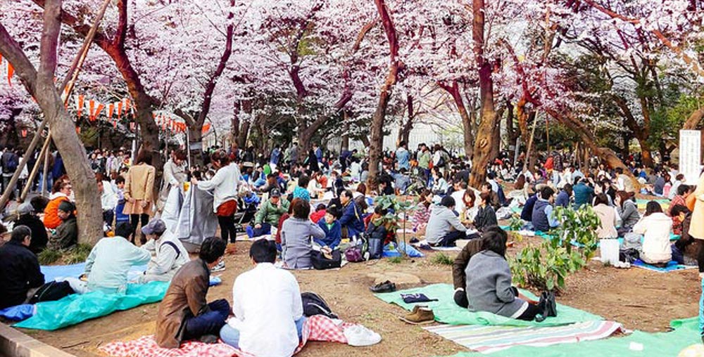 Japan’s famed cherry blossoms